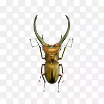 大众甲虫-绿鹿甲虫