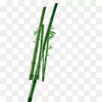 竹类植物图标-竹子