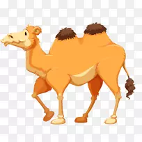骆驼卡通摄影剪辑艺术-骆驼卡通