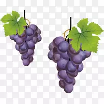 葡萄叶-葡萄，紫葡萄，水果