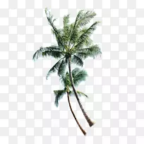 椰子树-泰国椰子树