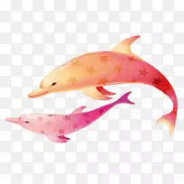 海豚-五颜六色的海豚