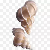 海螺壳海螺