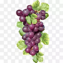 苏大拿葡萄果紫葡萄丛