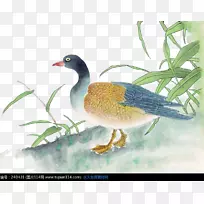 鸭子画工笔画花鸟画池塘边的鸭子