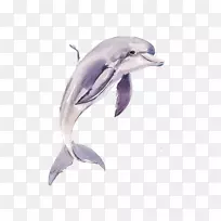 普通宽吻海豚短喙海豚图库溪海豚