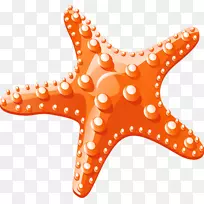 海星剪贴画.卡通海星材料