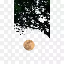 下载树壁纸-树月