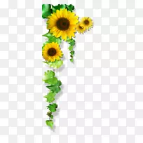 普通向日葵黄向日葵
