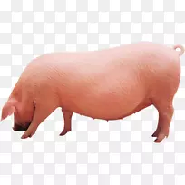 丹麦地方猪饲料豆粕u540eu5907u6bcdu732a农业用猪