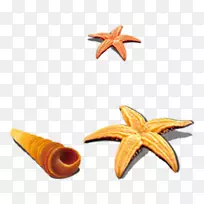 海星海螺组合