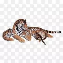 西伯利亚虎狮孟加拉虎猫动物虎