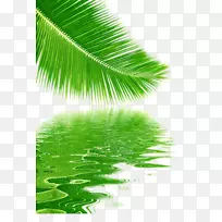 树椰子叶-反射椰子叶图片材料