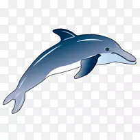 普通宽吻海豚粗齿海豚短喙普通海豚图库溪海豚