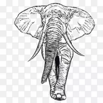 非洲象印度象插图-黑象