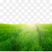 草地生态系统绿色壁纸场景观