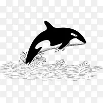 图库西须鲸虎鲸-白鲸