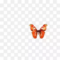 蝴蝶甲艺术美甲-蝴蝶，昆虫，标本