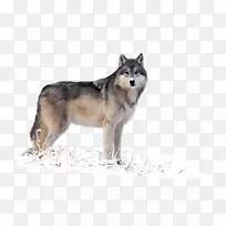 西伯利亚哈士奇塔摩卡犬萨鲁士狼狗普通话雪橇-冬季雪狼