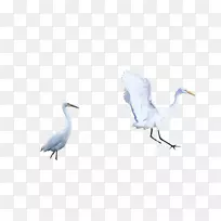 哑巴天鹅鸟图标-白色鹤