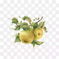 水彩画插图.手绘柿子