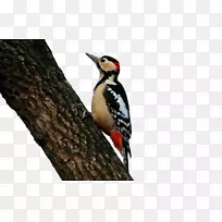 啄木鸟图标-柿树啄木鸟