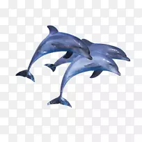 短喙普通海豚