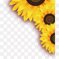 普通向日葵黄叶-向日葵尺寸免费装饰材料