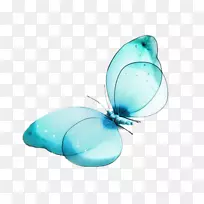 蝴蝶高清电视壁纸-蓝色蝴蝶