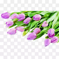 英迪拉甘地纪念郁金香花园-美丽的紫色郁金香花