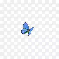 蝴蝶蓝壁纸-蓝色蝴蝶
