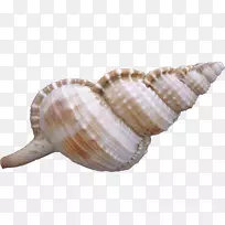海蜗牛海螺-美丽的海螺