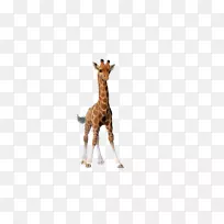 长颈鹿卡通插图-长颈鹿