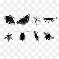 昆虫蝴蝶蚊子蜂-昆虫素描