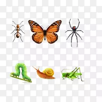 甲虫瓢虫插图-昆虫