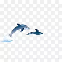 常见宽吻海豚插图-海豚