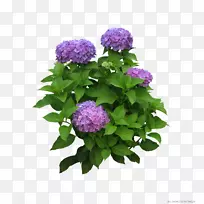 花卉叶-紫丁香花束