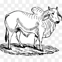安格斯牛，赫里福德牛，婆罗门牛，牛剪贴画-牛，牛