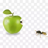 苹果-昆虫