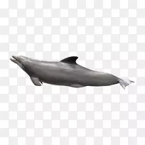 图库西粗齿海豚白嘴海豚