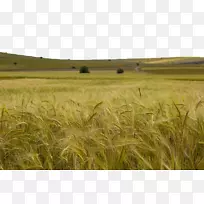 小麦谷绿麦田
