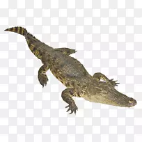 尼罗河鳄鱼谷歌图片网络爬虫动物-鳄鱼的大部分