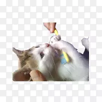 猫牙刷猫拿着牙刷
