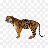 狮子美洲虎绝不会用短棍抓老虎，西伯利亚虎，孟加拉虎，虎。