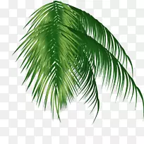 槟榔科椰子剪贴画绿椰子树