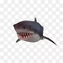 虎鲨-可爱的大鲨鱼