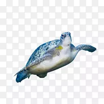 绿海龟-HD海龟