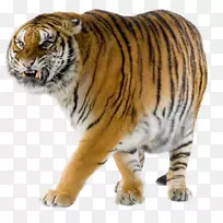 西伯利亚虎，猫科，孟加拉虎，猎豹，野生动物-老虎