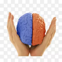 女性大脑侧化的脑功能神经反馈脑损伤-创造性脑的手图