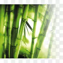 竹墙1080 p高清电视壁纸-竹子